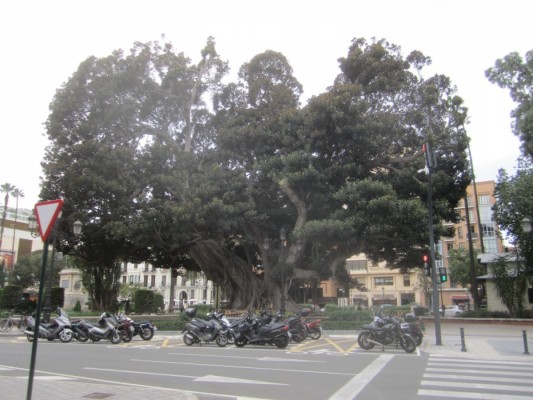 Se inician las obras para garantizar la conservación del histórico ficus del Parterre y mejorar los accesos