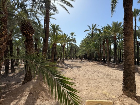 El Ayuntamiento de Elche siembra girasoles en el Hort de La Mareta