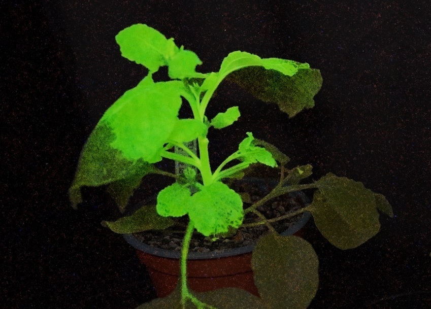 Un método utiliza plantas centinela que se iluminan al ser infectadas por virus para la detección de plagas