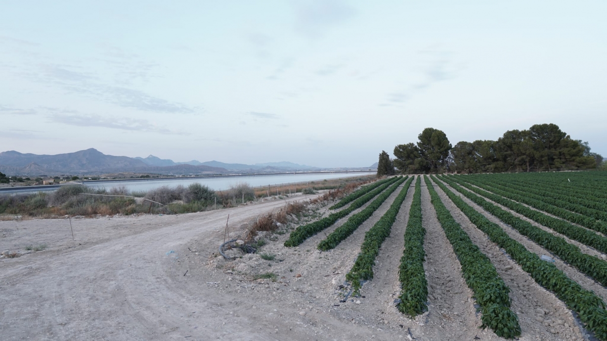Paraje en el que están proyectadas las plantas. 