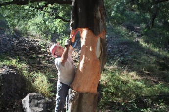 Los tapones de vino de corcho natural, una especie en peligro de extinción