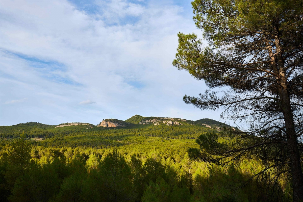 La Comunidad ha invertido 20 millones de euros desde 2025 para reducir la pérdida de terreno forestal