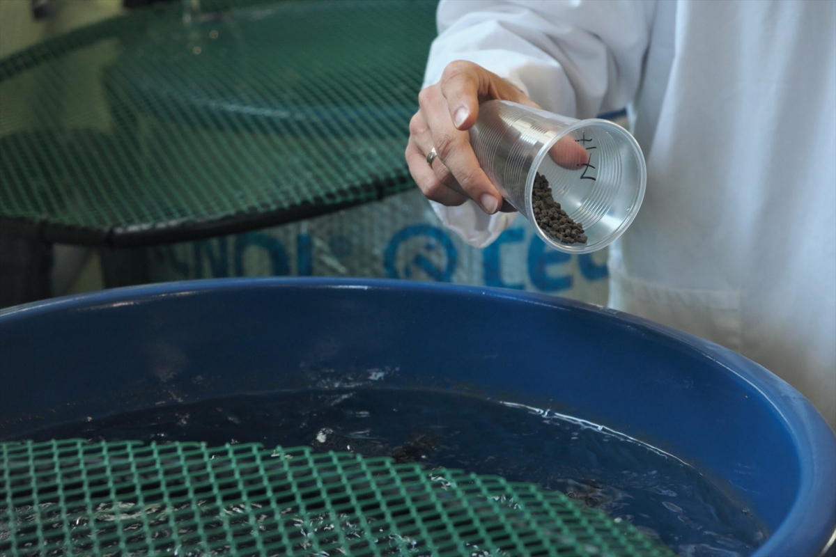 Un nuevo método transforma restos de la industria cervecera en alimento saludable para peces de acuicultura