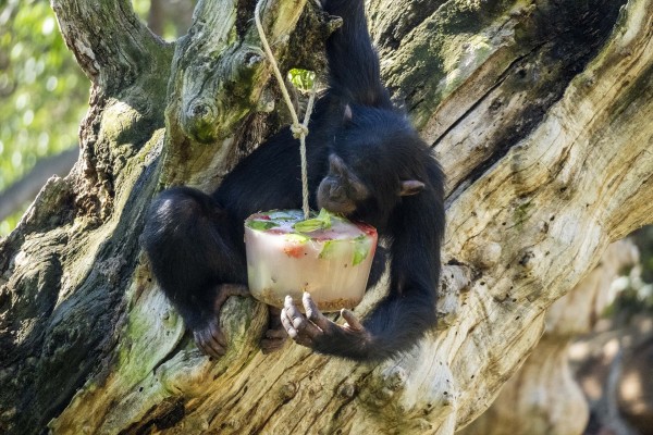 Helados gigantes, lluvia artificial, baños y dieta estival para los animales de Bioparc Valencia