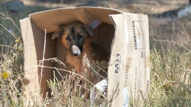 Repunte de abandono animal en verano, ¿cómo combatirlo? 