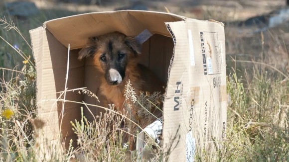Repunte de abandono animal en verano, ¿cómo combatirlo? 