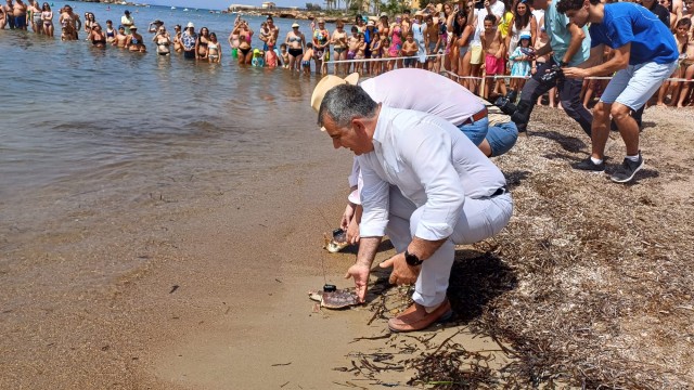 Liberan  en Isla Plana 20 ejemplares de tortuga boba con emisores para ser seguidas por satélite