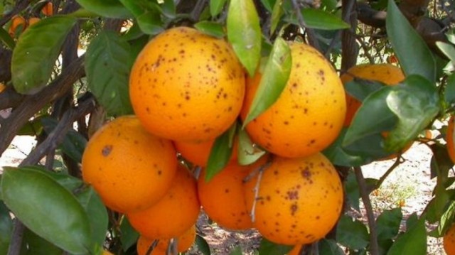 Alerta por las plagas en los cítricos de fuera: nuevas interceptaciones con mancha negra de Sudáfrica