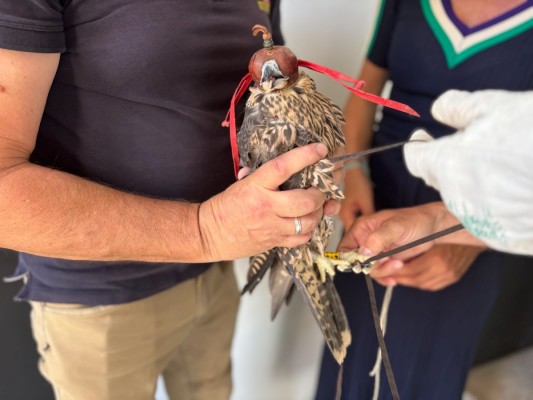Los nuevos halcones de Murcia llevan ya 'mochilas' satelitales para evaluar cómo se adaptan a la ciudad