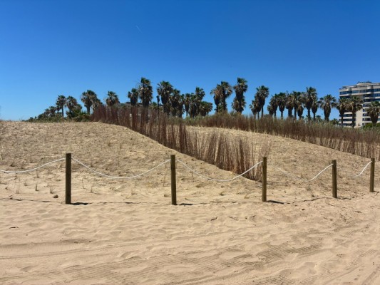 La playa de Els Peixets de Alboraya recupera sus dunas