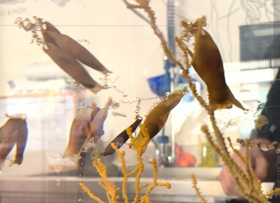 Alumnos de Oropesa, Benicàssim y Castelló crían huevos de tiburón para contribuir a su conservación