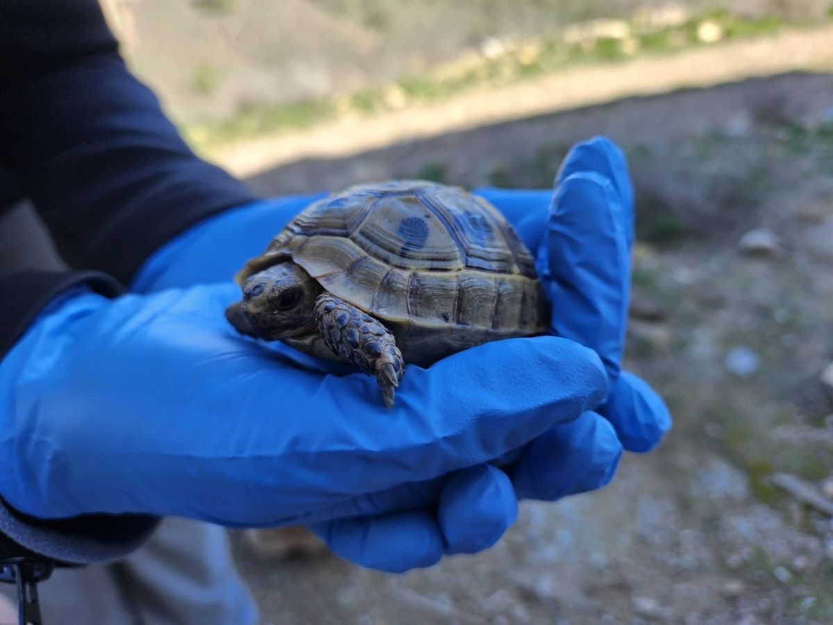 Investigadores de la UMH lideran la elaboración de la estrategia nacional para la conservación de la tortuga mora
