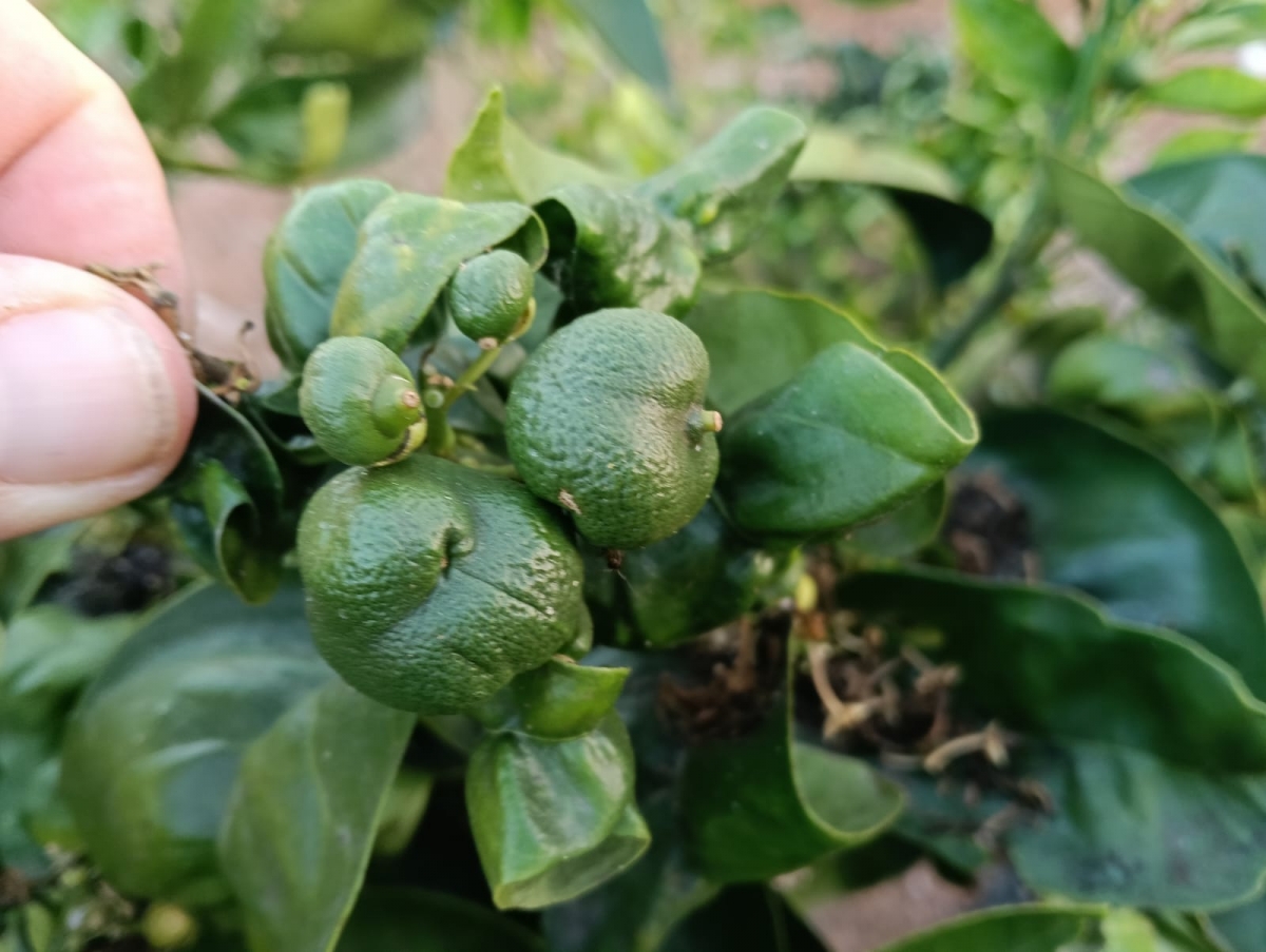 El calor pone en alerta a la citricultura por las plagas: cotonet, araña roja, trips y mosca de la fruta preocupan al sector