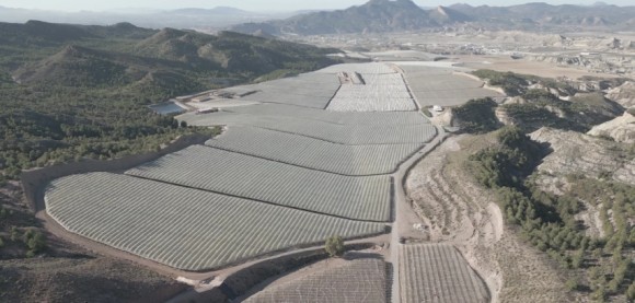 La totanera Moyca espera recolectar más de 70.000 toneladas de uva en esta campaña