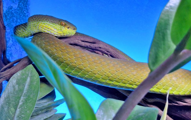 Terra Natura Benidorm celebra el
Día Internacional de la Serpiente 
