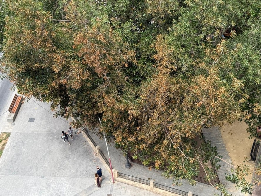 El ficus centenario de Calvo Sotelo sufre la 'cremà' y los vecinos piden 