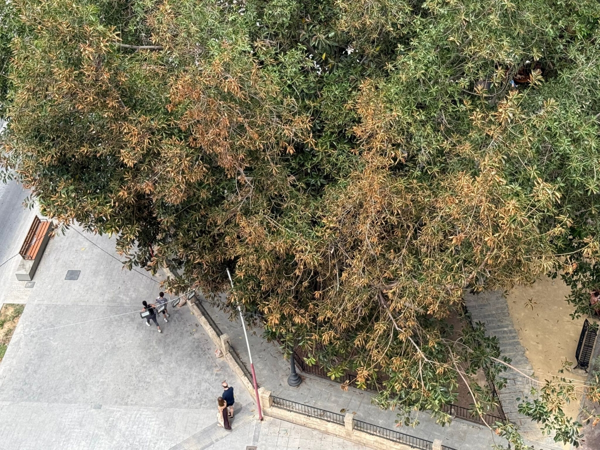 El ficus centenario de Calvo Sotelo sufre la 'cremà' y los vecinos piden 