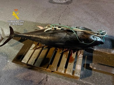 Intervienen en la costa de La Vila Joiosa un atún rojo de unos 250 kilos capturado de forma furtiva