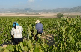 Hasta 183 agricultores de la Región reciben 1,2 millones en ayudas para fomentar 1.000 hectáreas de viñedo en verde