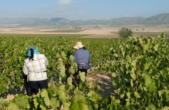 Hasta 183 agricultores de la Región reciben 1,2 millones en ayudas para fomentar 1.000 hectáreas de viñedo en verde