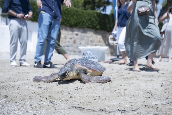 La Fundación Azul Marino presenta su campaña de sensibilización y protección de la tortuga boba
