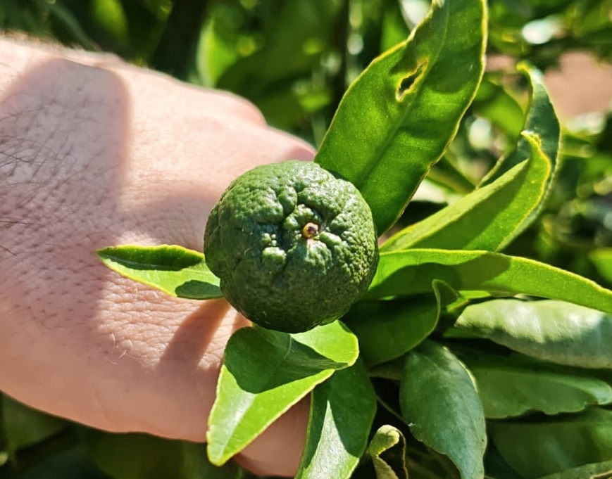 El cotonet de la adelfa, una nueva plaga en el radar de la citricultura valenciana 