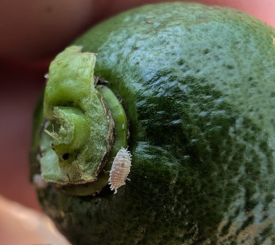 Daños del cotonet de la adelfa en cítricos. - Daños del cotonet de la adelfa en cítricos.