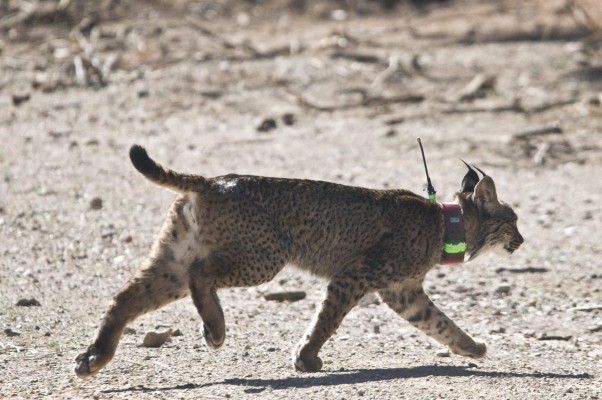 Un lince liberado en 2023 establece una nueva ruta por el Levante hasta llegar a Castilla-La Mancha
