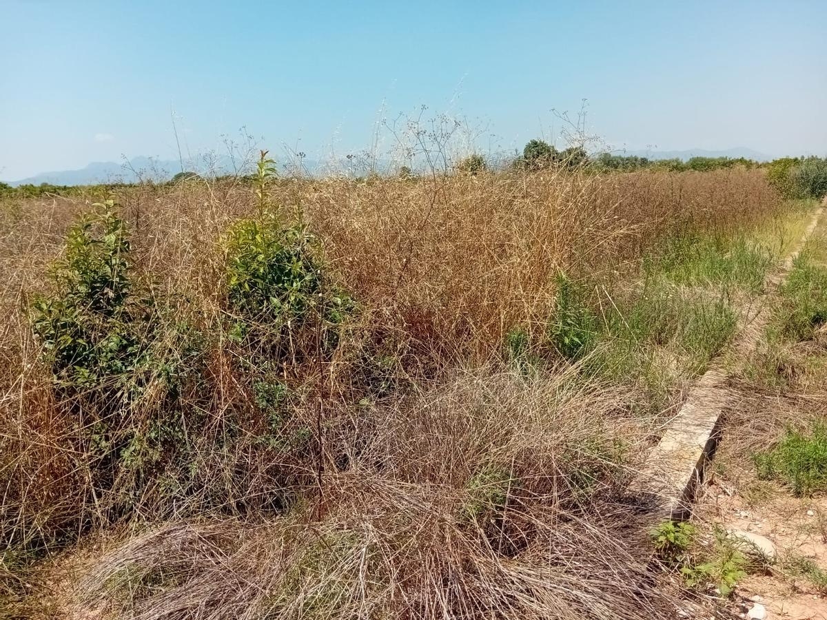 El problema del abandono de cultivos: Castellón pierde 6.346 hanegadas en una década, tres de cada cuatro de cítricos