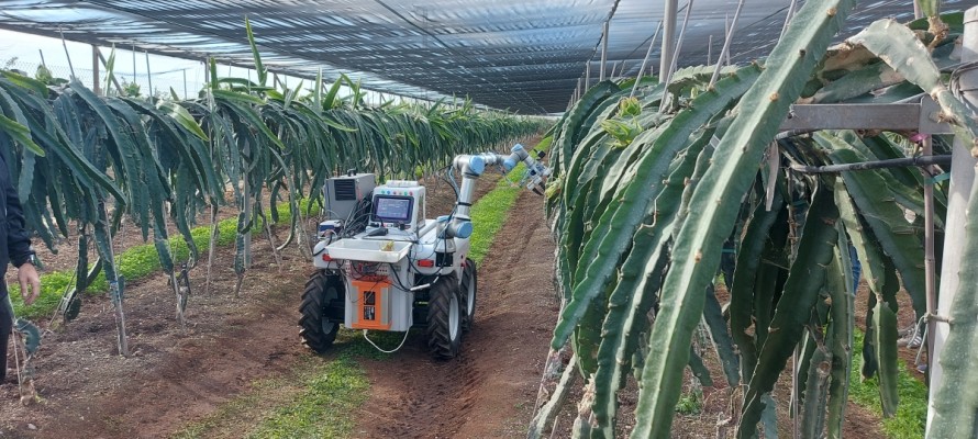 La UPV desarrolla un nuevo robot inteligente para la recolección de pitayas y otras frutas delicadas