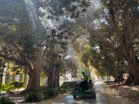 Cañones de agua a 20 metros de altura: el plan de Murcia para 'duchar' y refrescar a sus ficus centenarios frente al verano