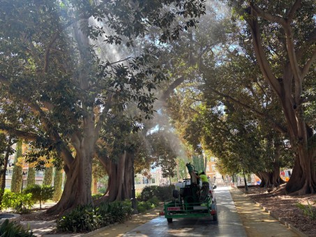 Cañones de agua a 20 metros de altura: el plan de Murcia para 'duchar' y refrescar a sus ficus centenarios frente al verano