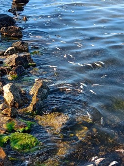 Susto por la aparición de peces muertos en La Manga del Mar Menor: son descartes de pesca