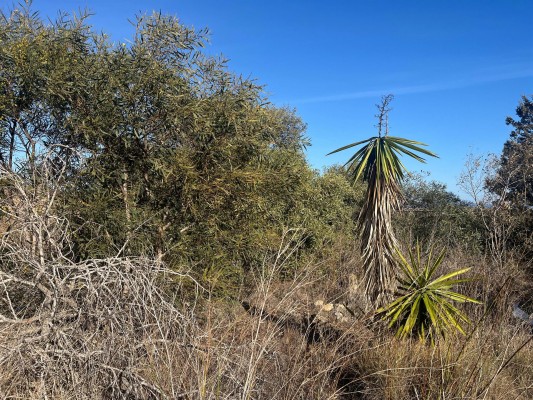 La Región actuará contra siete especies invasoras de flora en el Parque Regional de Calblanque