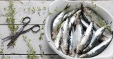 Temporada de sardinas, ¿cuándo es?