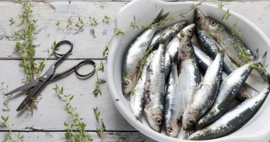 Temporada de sardinas, ¿cuándo es?