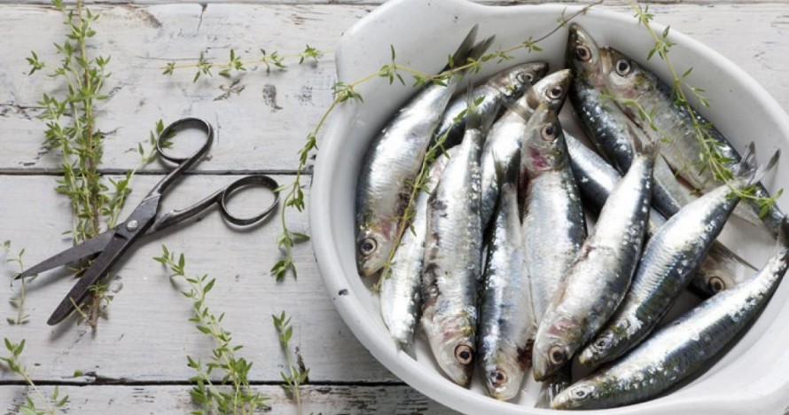 Temporada de sardinas, ¿cuándo es?