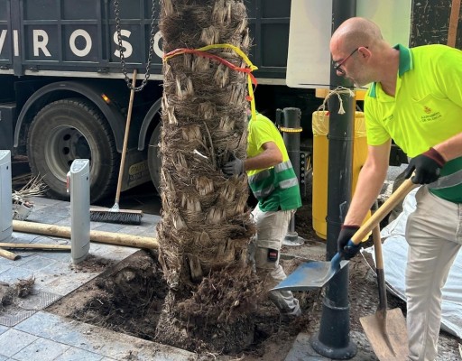 El Ayuntamiento de València repone cinco palmeras datileras en la calle de les Barques