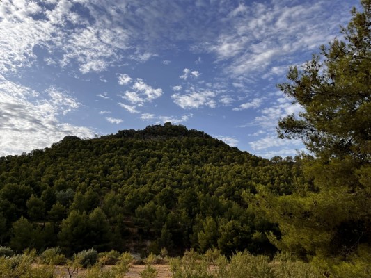 Petrer actuará sobre seis hectáreas junto a la carretera de Catí para prevenir incendios