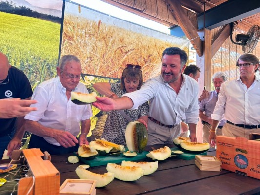 El Melón de Carrizales de Elche prevé una menor producción tras el retraso por las lluvias:  450.000 kilos