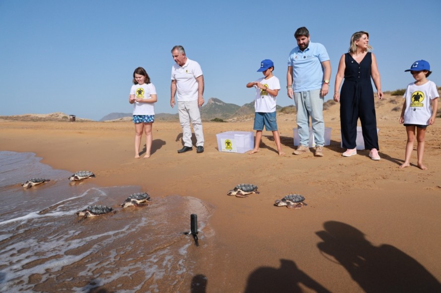 Emocionante liberación de 28 pequeñas tortugas bobas en las playas de Calblanque