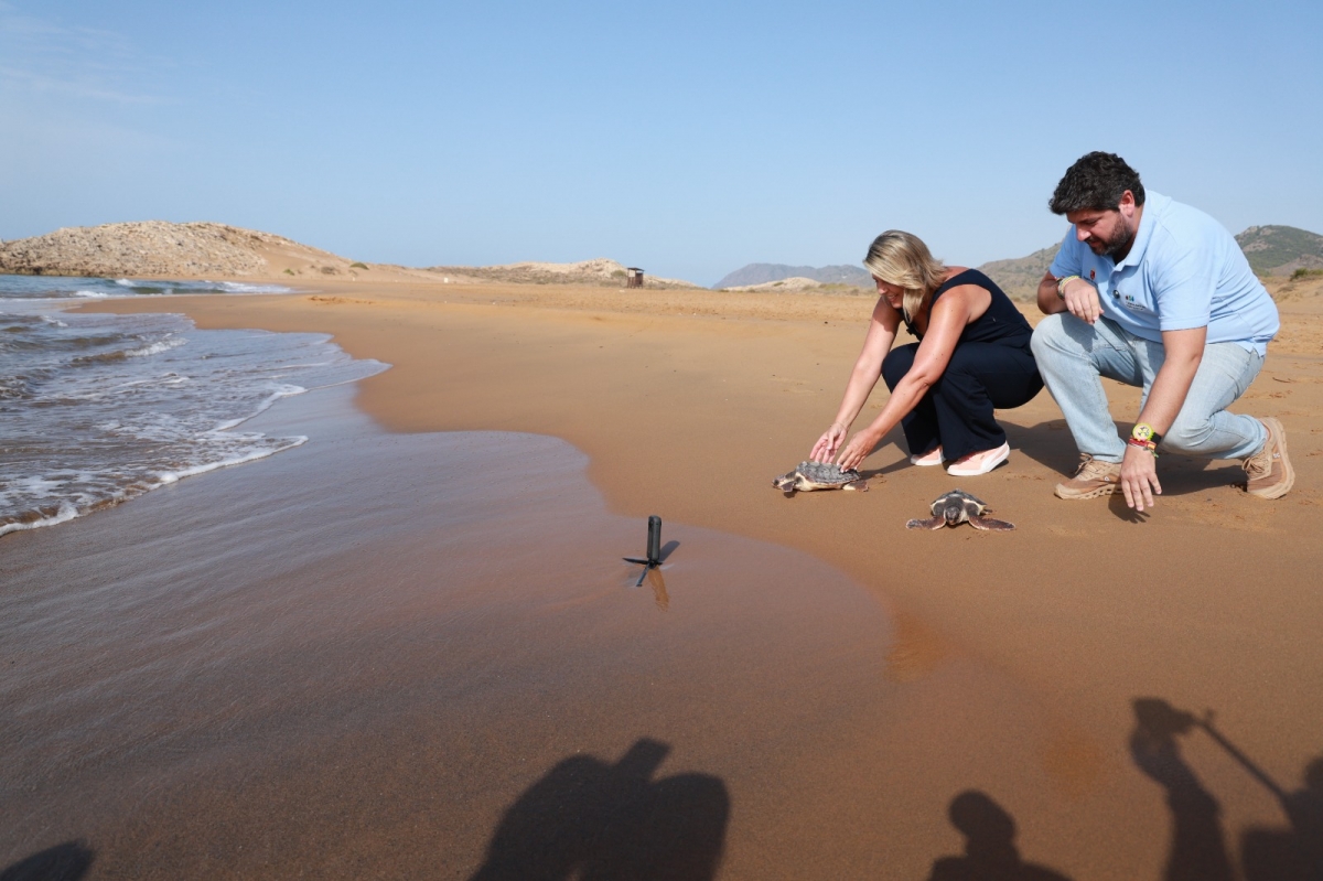 Liberación de 28 ejemplares de tortuga boba. - Foto: CARM Liberación de 28 ejemplares de tortuga boba.