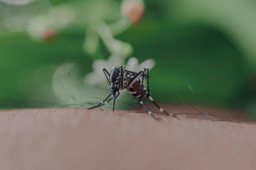 Sanidad pide colaboración para la vigilancia de mosquitos ante el avance de enfermedades