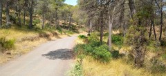 Sagunto abrirá un área cortafuegos a ambos lados del camino del Povitxol a lo largo de 2,2 km
