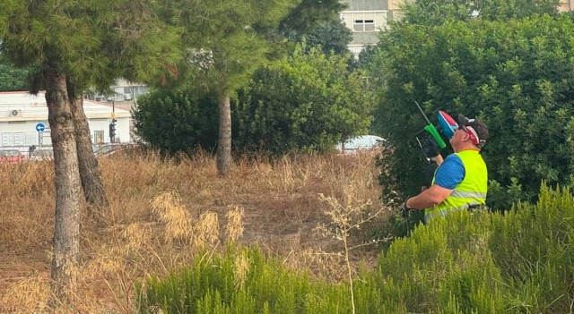El Ayuntamiento de València prueba un nuevo sistema para controlar la procesionaria en los pinos de la ciudad