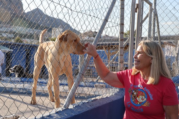 La Conselleria de Medio Ambiente presenta una campaña para combatir el abandono animal