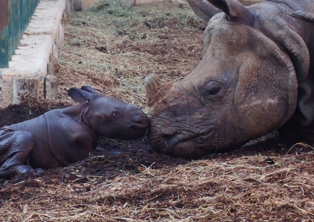 Nace el tercer rinoceronte indio en Terra Natura Benidorm