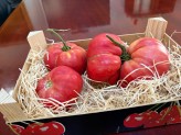 Nules recupera una variedad del tomate de la marjal a partir de semillas donadas por un agricultor