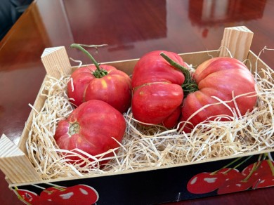 Nules recupera una variedad del tomate de la marjal a partir de semillas donadas por un agricultor