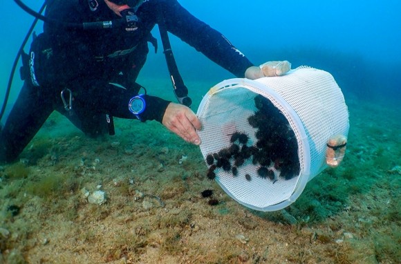 Sueltan 1.800 erizos de mar en el Cabo de San Antonio para reforzar la especie